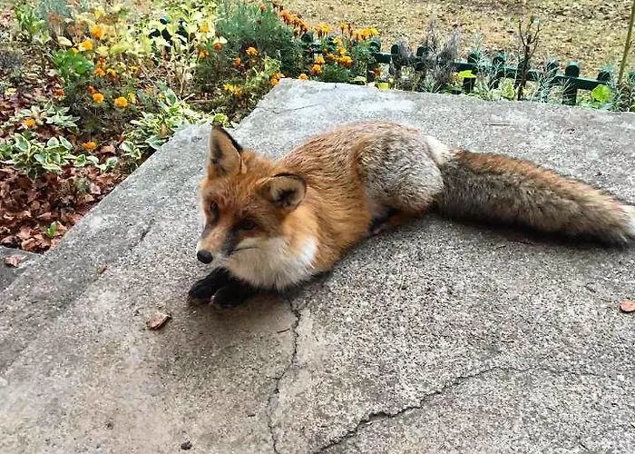 Apartman Dren - Banjska Stena *