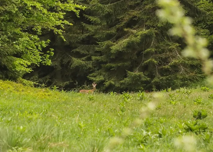 Apartman Dren - Banjska Stena